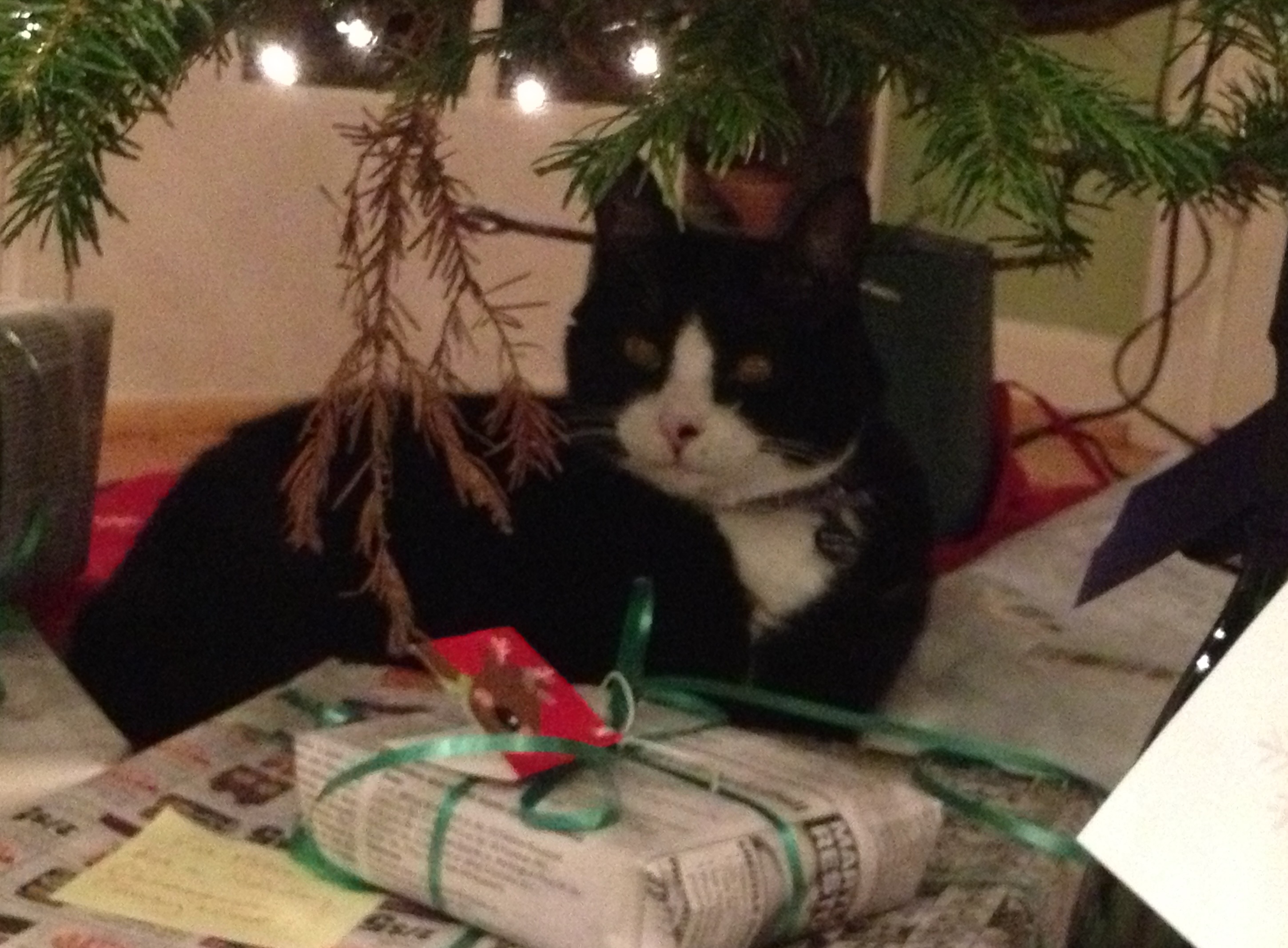 Jack the one-eyed cat